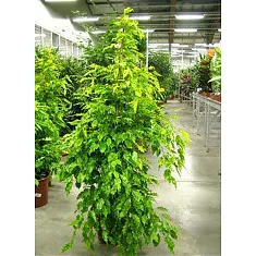 Бенджамина Голден Моник -Ficus benjamina Golden Monique  D45 H240