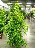 Бенджамина Голден Моник -Ficus benjamina Golden Monique  D45 H240