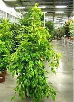 Бенджамина Голден Моник -Ficus benjamina Golden Monique  D45 H240