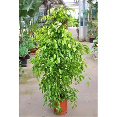 Бенджамина Голден Моник - Ficus benjamina Golden Monique D40 H200