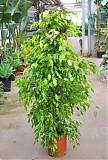 Бенджамина Голден Моник - Ficus benjamina Golden Monique D40 H200