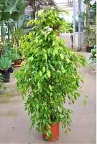 Бенджамина Голден Моник - Ficus benjamina Golden Monique D40 H200