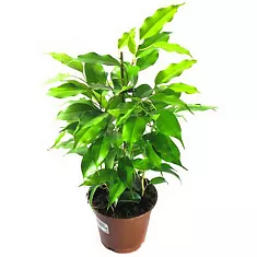 Бенджамина Голден Моник - Ficus benjamina Golden Monique D15 H90
