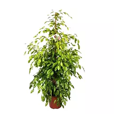 Бенджамина Голден Моник Ficus benjamina Golden Monique D28 H170