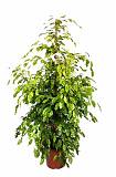 Бенджамина Голден Моник Ficus benjamina Golden Monique D28 H170