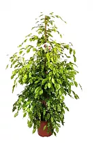 Бенджамина Голден Моник Ficus benjamina Golden Monique D28 H170