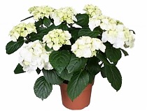 Гидрангия (Гортензия) белая - Hydrangea D18 H45