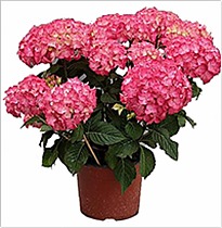 Гидрангия (Гортензия) розовая - Hydrangea D23 H50