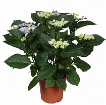 Гидрангия (Гортензия) голубая - Hydrangea Nizza D18 H45