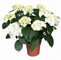 Гидрангия в горшке (Гортензия) белая - Hydrangea Rosita D18 H45