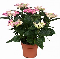 Гидрангия (Гортензия) розовая - Hydrangea Nizza D15 H35