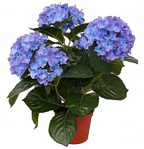 Гидрангия (Гортензия) голубая - Hydrangea Nizza D15 H35