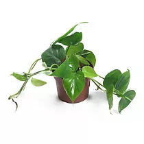 Филодендрон Сканденс, лазящий - Philodendron scandens   D9 H12