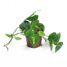 Филодендрон Сканденс, лазящий - Philodendron scandens   D9 H12