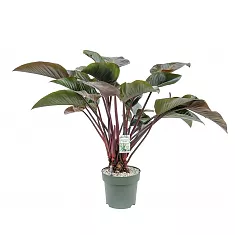 Филодендрон Ред Эмеральд - Philodendron Red Emerald D27 H100