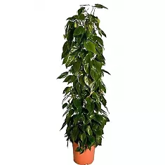 Филодендрон Сканденс, лазящий - Philodendron scandens D27 H180