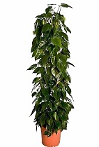 Филодендрон Сканденс, лазящий - Philodendron scandens D27 H180