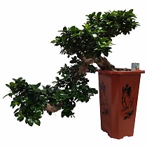 Бонсай Фикус Микрокарпа водопад - Bonsai Ficus microcarpa D30 H70