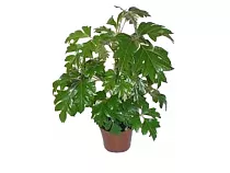 Циссус Ромбифолия - Cissus Rhombifolia D27 H90