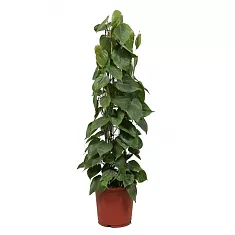 Филодендрон Сканденс, лазящий - Philodendron scandens D21 H110