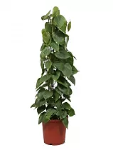 Филодендрон Сканденс, лазящий - Philodendron scandens D21 H110