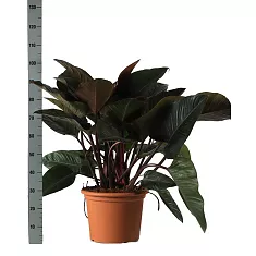 Филодендрон Конго Ред - Philodendron Congo Red D35 H120