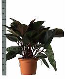 Филодендрон Конго Ред - Philodendron Congo Red D35 H120