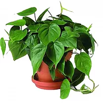 Филодендрон Сканденс, лазящий - Philodendron scandens D12 H25