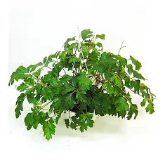 Циссус Элен Даника - Cissus Ellen Danica HANGPOT D18 H30