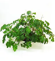 Циссус Элен Даника - Cissus Ellen Danica HANGPOT D18 H30
