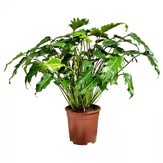 Филодендрон Ксанаду - Philodendron xanadu D20 H60