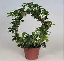 Циссус полосатый - Cissus striata D10 H25