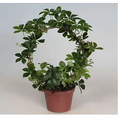 Циссус полосатый - Cissus striata D10 H25