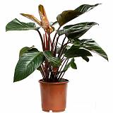Филодендрон Конго Ред - Philodendron Congo Red D20 H100