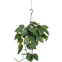Филодендрон Сканденс, лазящий - Philodendron scandens D15 H30