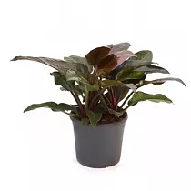 Филодендрон Ред Империал - Philodendron Imperial Red D15 H45