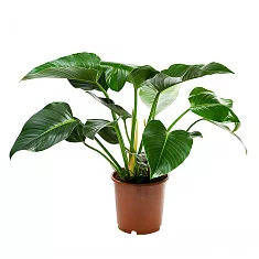 Филодендрон Конго-Philodendron Congo D30 H100