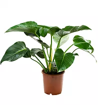 Филодендрон Конго-Philodendron Congo D30 H100