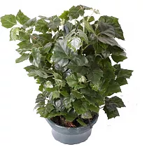 Циссус Ромбифолия - Cissus Rhombifolia  D35 H110