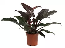 Филодендрон Ред Империал - Philodendron Imperial Red  D20 H55