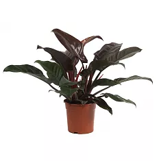 Филодендрон Ред Империал - Philodendron Imperial Red  D20 H55
