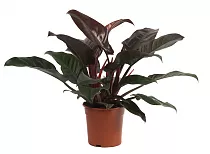 Филодендрон Ред Эмеральд - Philodendron Red Emerald D20 H65
