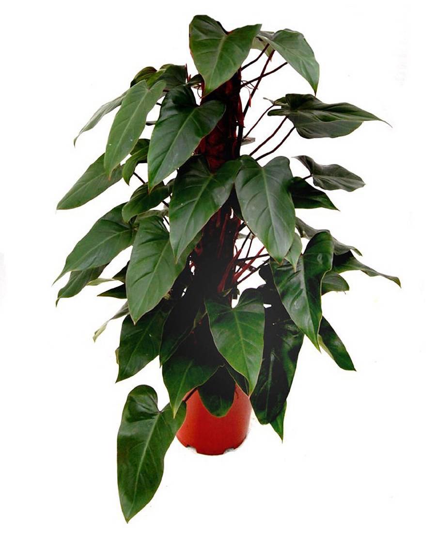 Филодендрон Ред Эмеральд - Philodendron Red Emerald  D25 H100