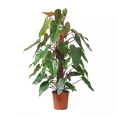 Филодендрон Ред Эмеральд - Philodendron Red Emerald  D24 H120