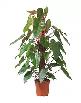 Филодендрон Ред Эмеральд - Philodendron Red Emerald  D24 H120