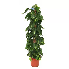 Филодендрон Сканденс, лазящий - Philodendron scandens D27 H150