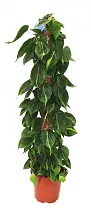 Филодендрон Сканденс, лазящий - Philodendron scandens D27 H150