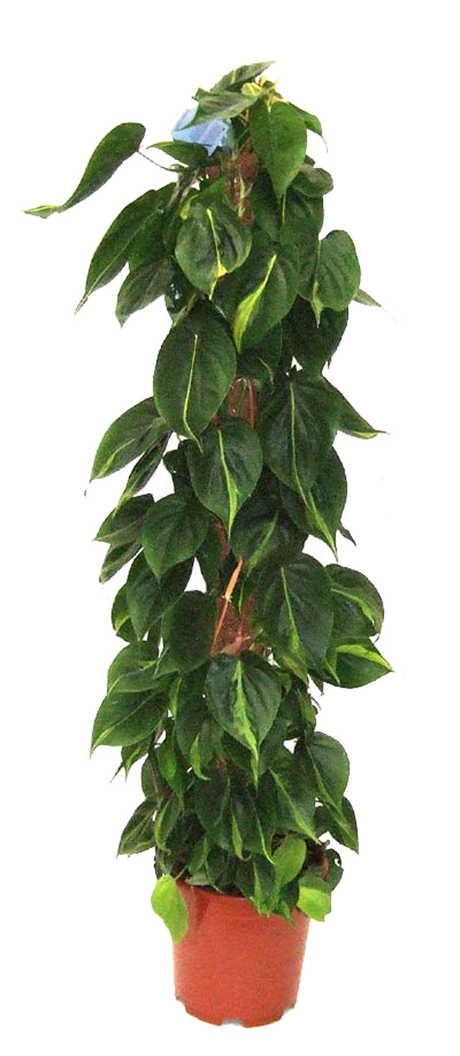 Филодендрон Сканденс, лазящий - Philodendron scandens D27 H150