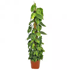 Филодендрон Сканденс, лазящий - Philodendron scandens D24 H130