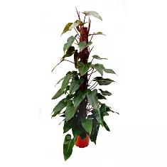 Филодендрон Ред Эмеральд - Philodendron Red Emerald  D28 H150